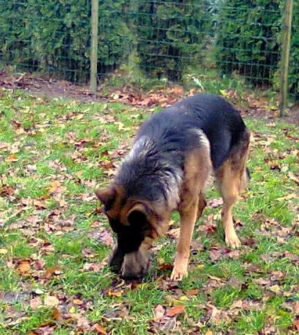 Schæferhund Kisas Wodin. (Woody). billede 11