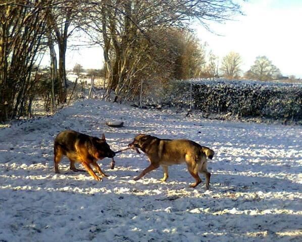 Schæferhund Kisas Wodin. (Woody). billede 12