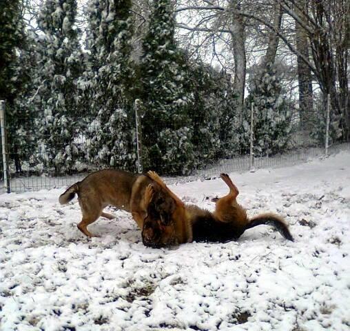 Schæferhund Kisas Wodin. (Woody). billede 13