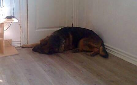 Schæferhund Kisas Wodin. (Woody). billede 15