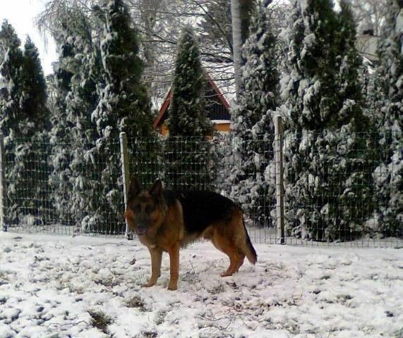 Schæferhund Kisas Wodin. (Woody). billede 8