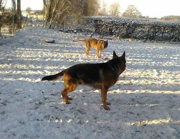 Schæferhund Kisas Wodin. (Woody). billede 10
