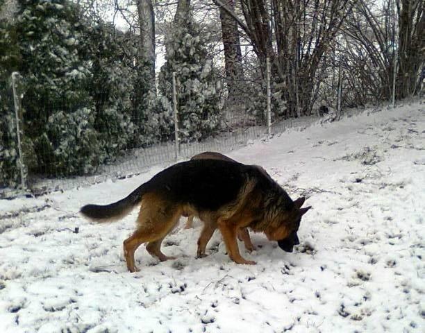Schæferhund Kisas Wodin. (Woody). billede 14