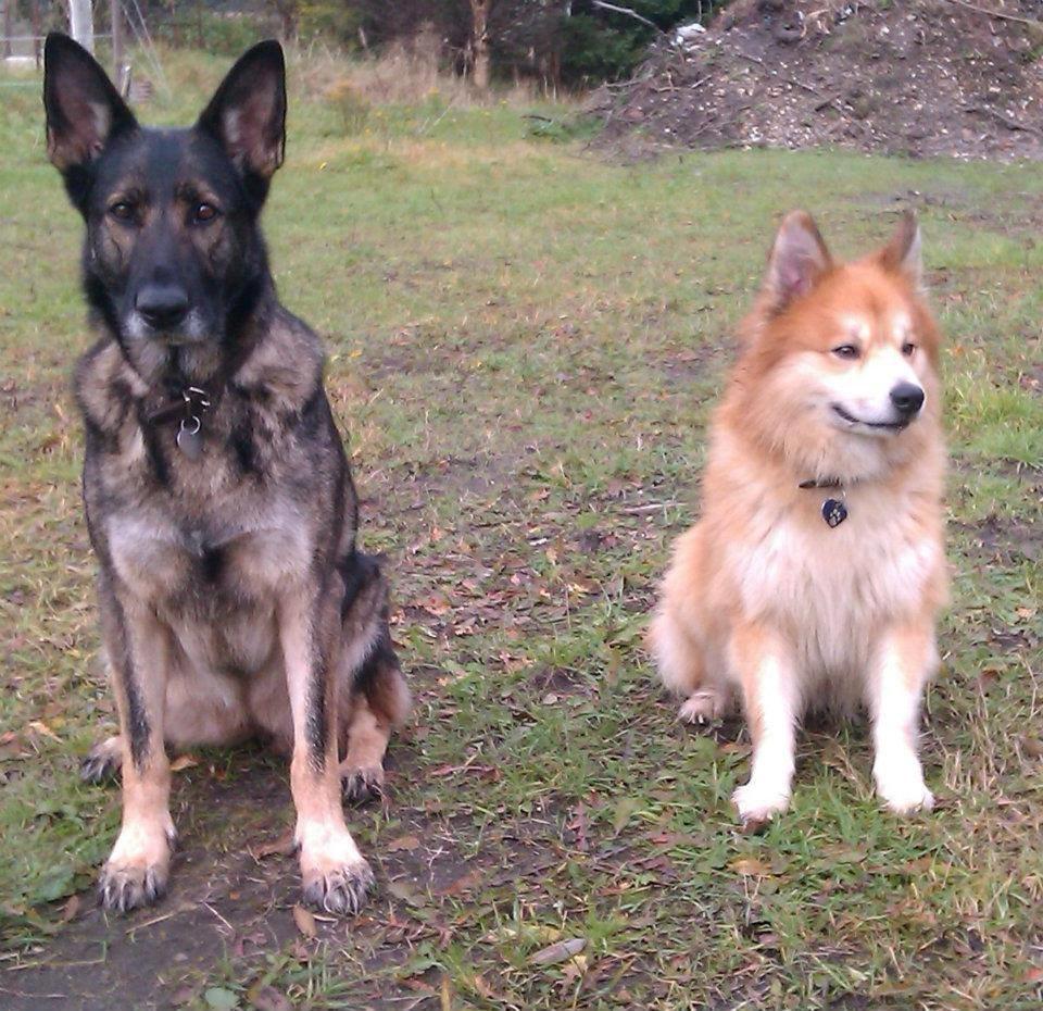 Schæferhund Ulveskovens Ofelia. (Laika). billede 19