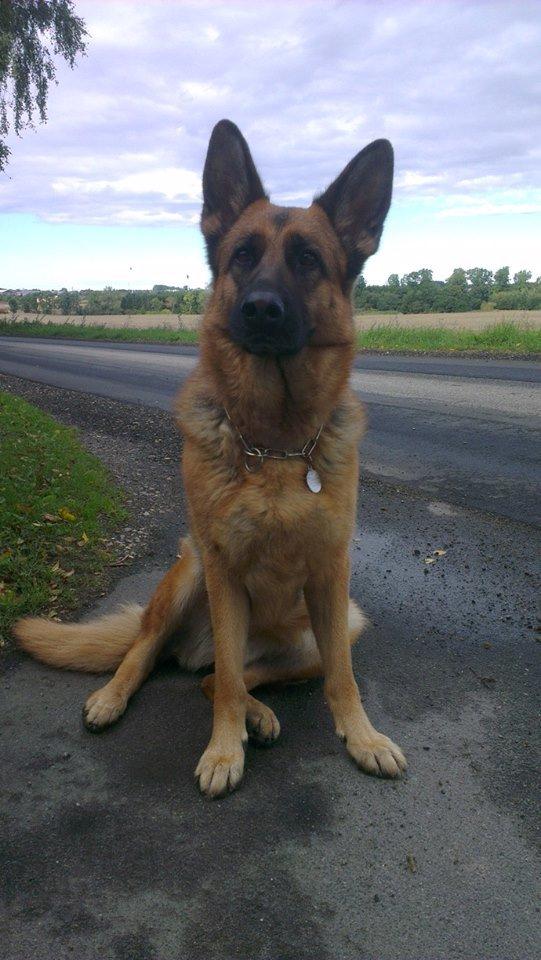 Schæferhund Hekami Tøsen. (Tøsen). (Mine forældres). billede 3