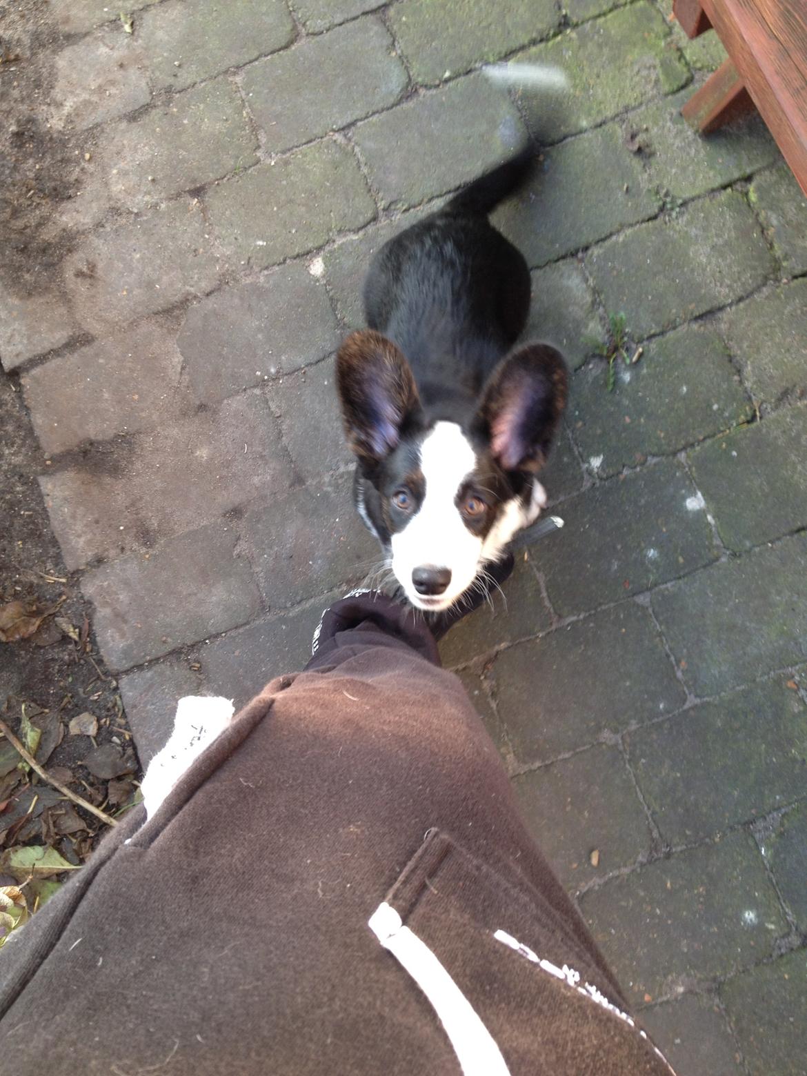 Welsh corgi cardigan Armani billede 6