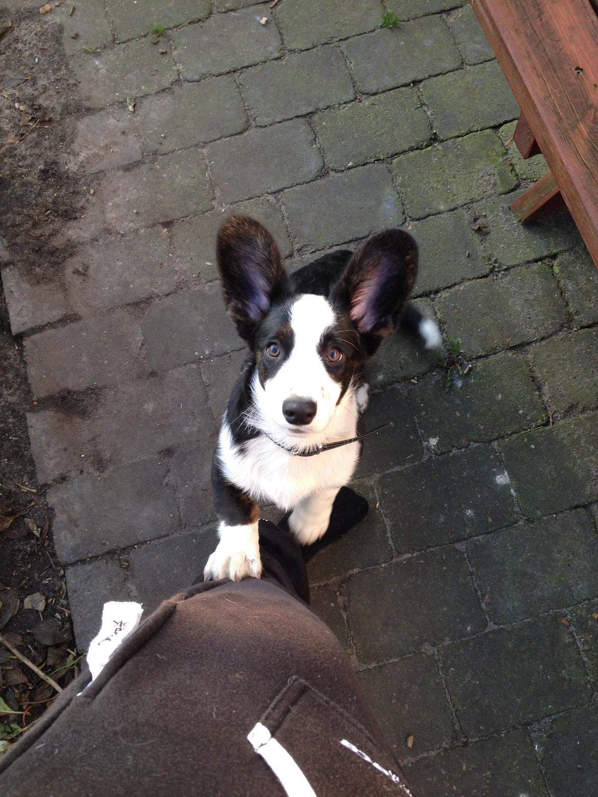 Welsh corgi cardigan Armani billede 3