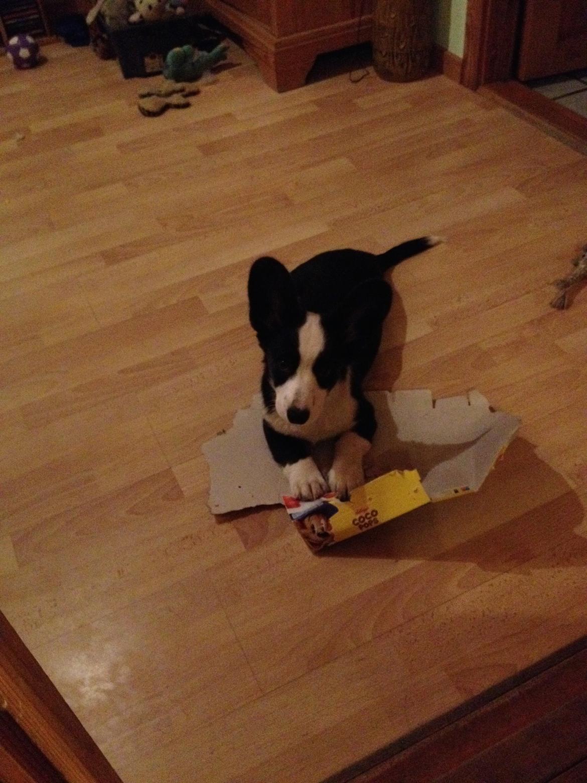 Welsh corgi cardigan Armani billede 7