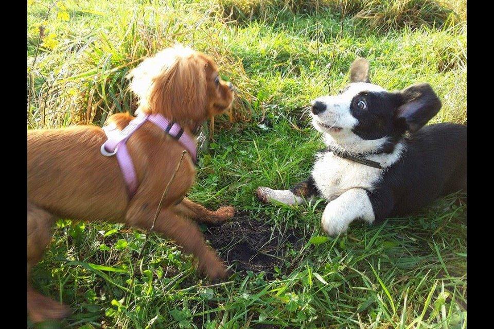 Welsh corgi cardigan Armani billede 4