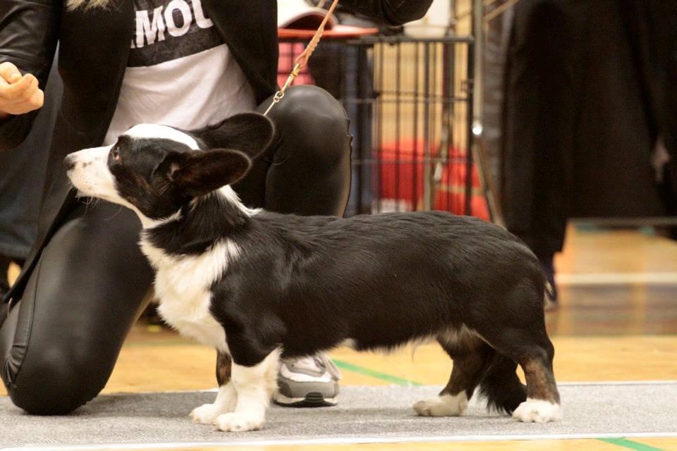 Welsh corgi cardigan Armani billede 1