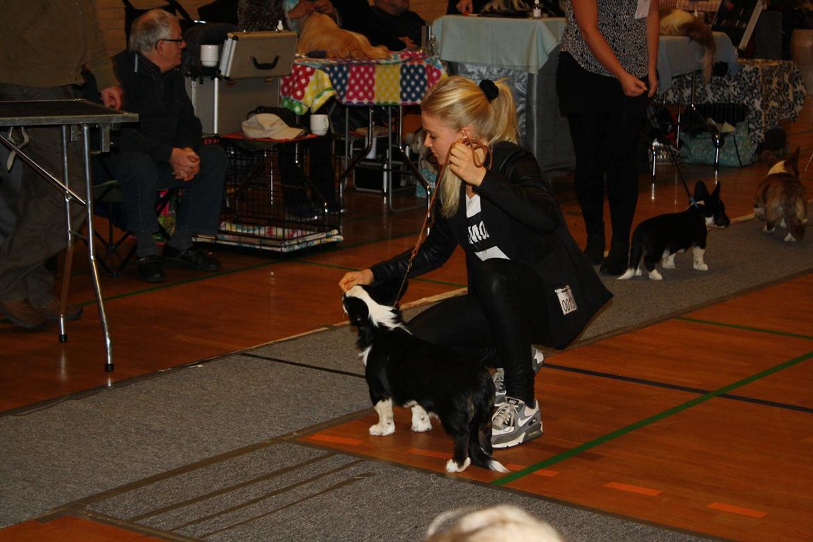 Welsh corgi cardigan Armani billede 5