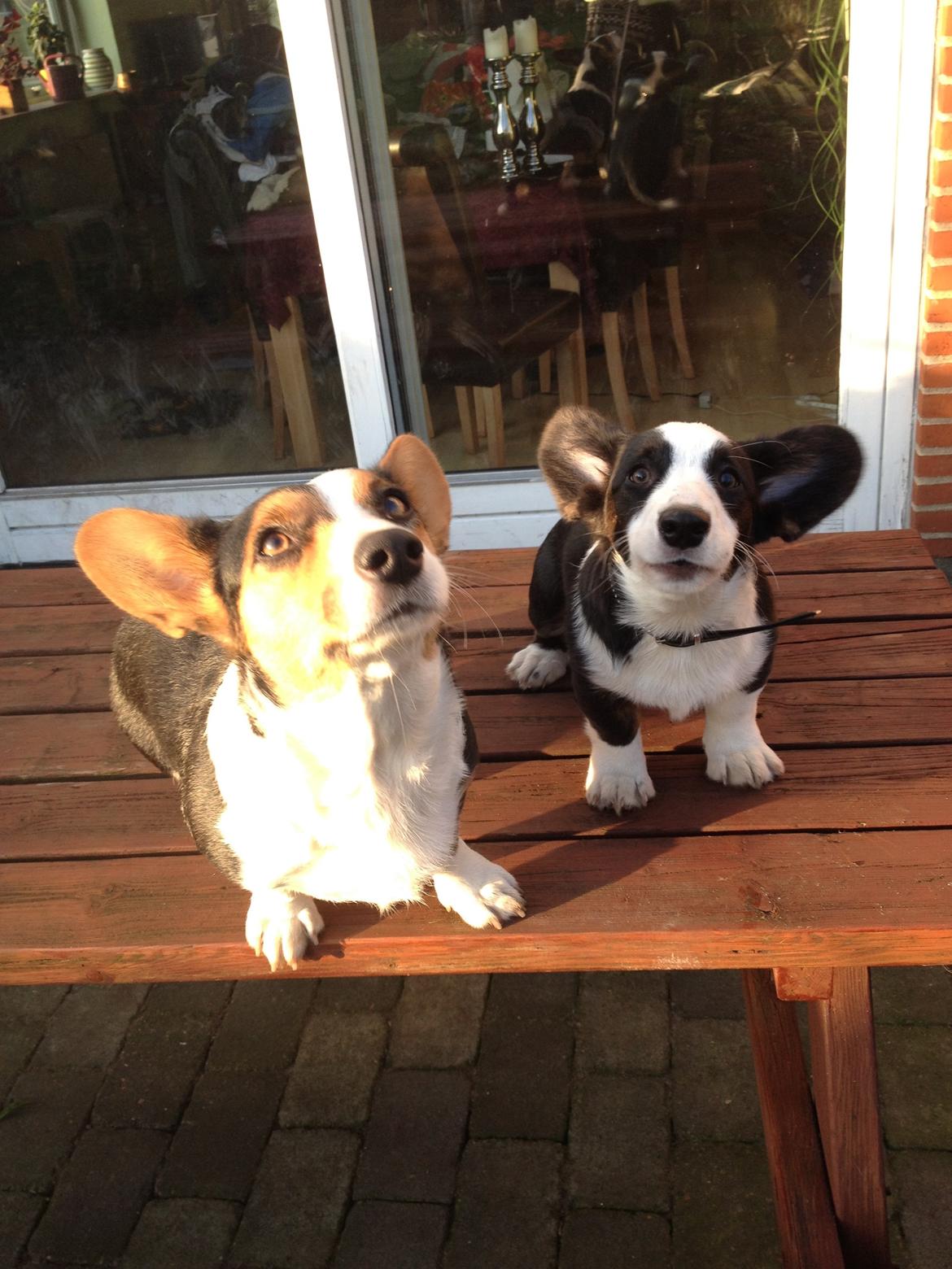 Welsh corgi cardigan Armani billede 8