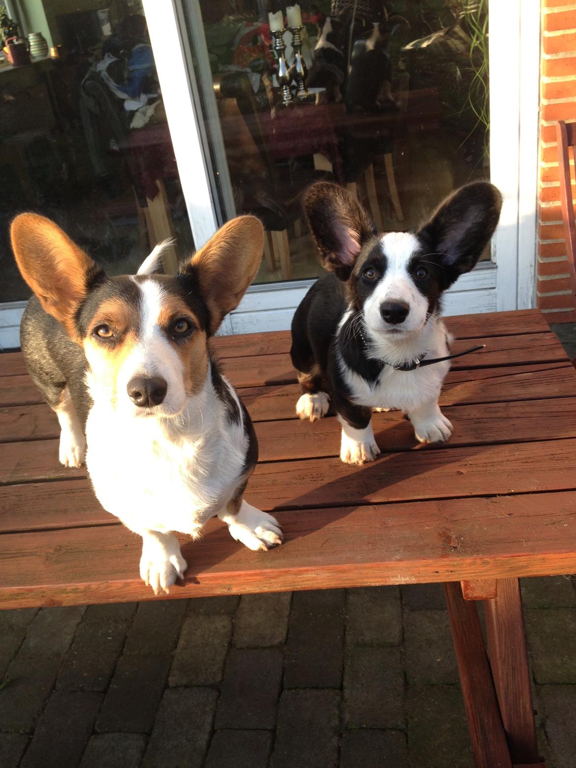 Welsh corgi cardigan Armani billede 2