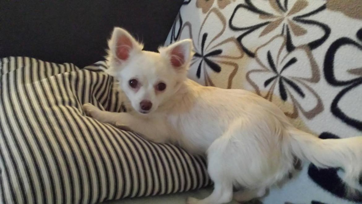 Chihuahua Oscar  billede 1