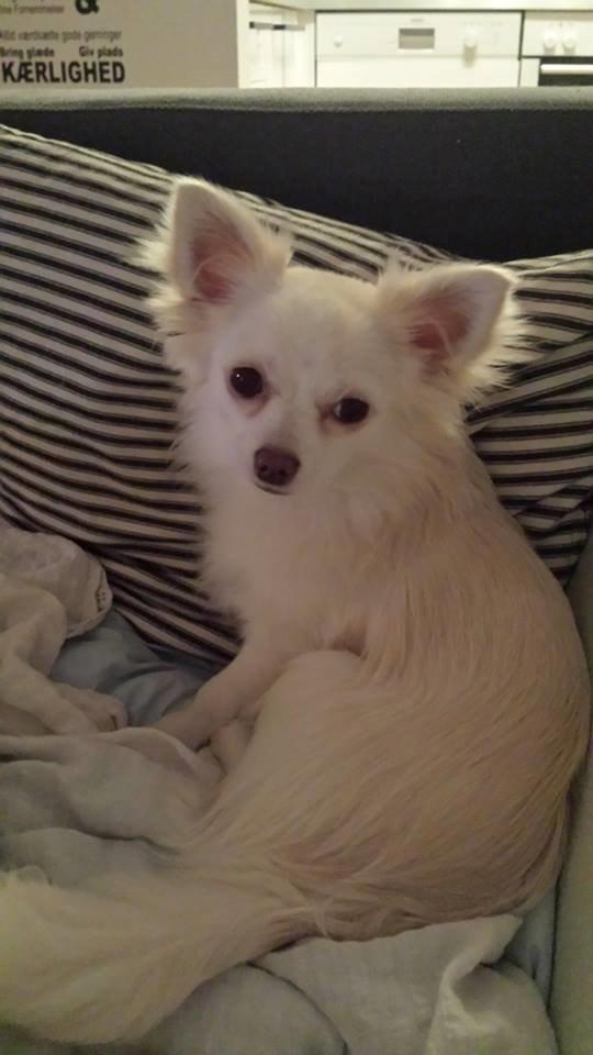 Chihuahua Oscar  billede 2