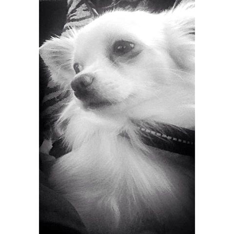 Chihuahua Oscar  billede 3