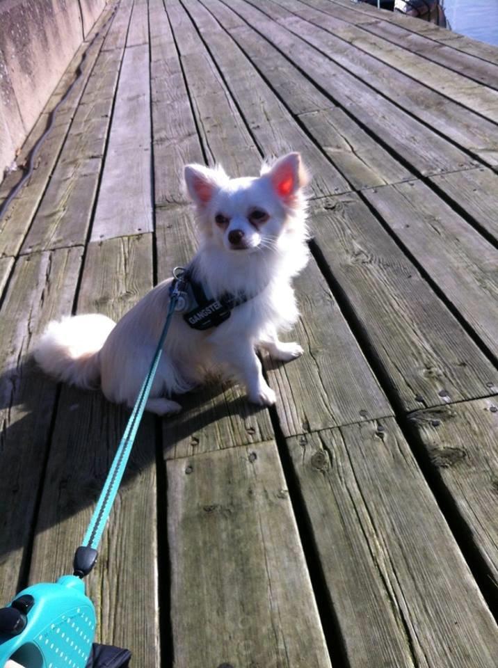 Chihuahua Oscar  billede 4
