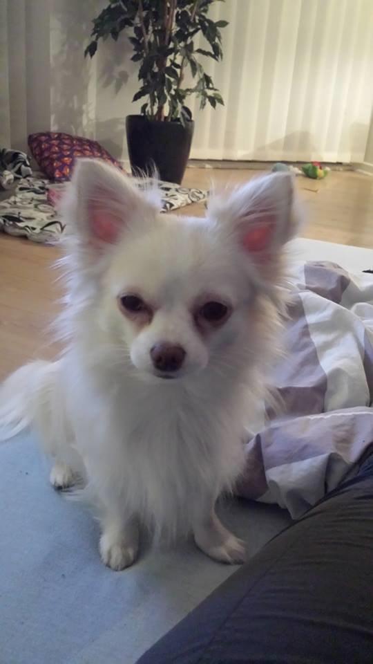 Chihuahua Oscar  billede 5