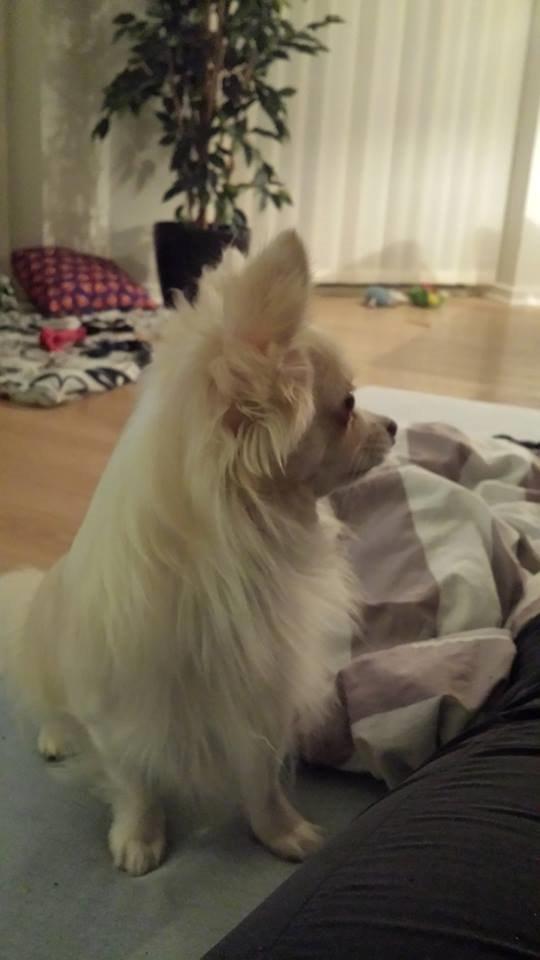 Chihuahua Oscar  billede 6