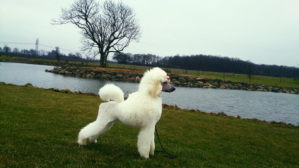 Storpuddel Tula billede 16