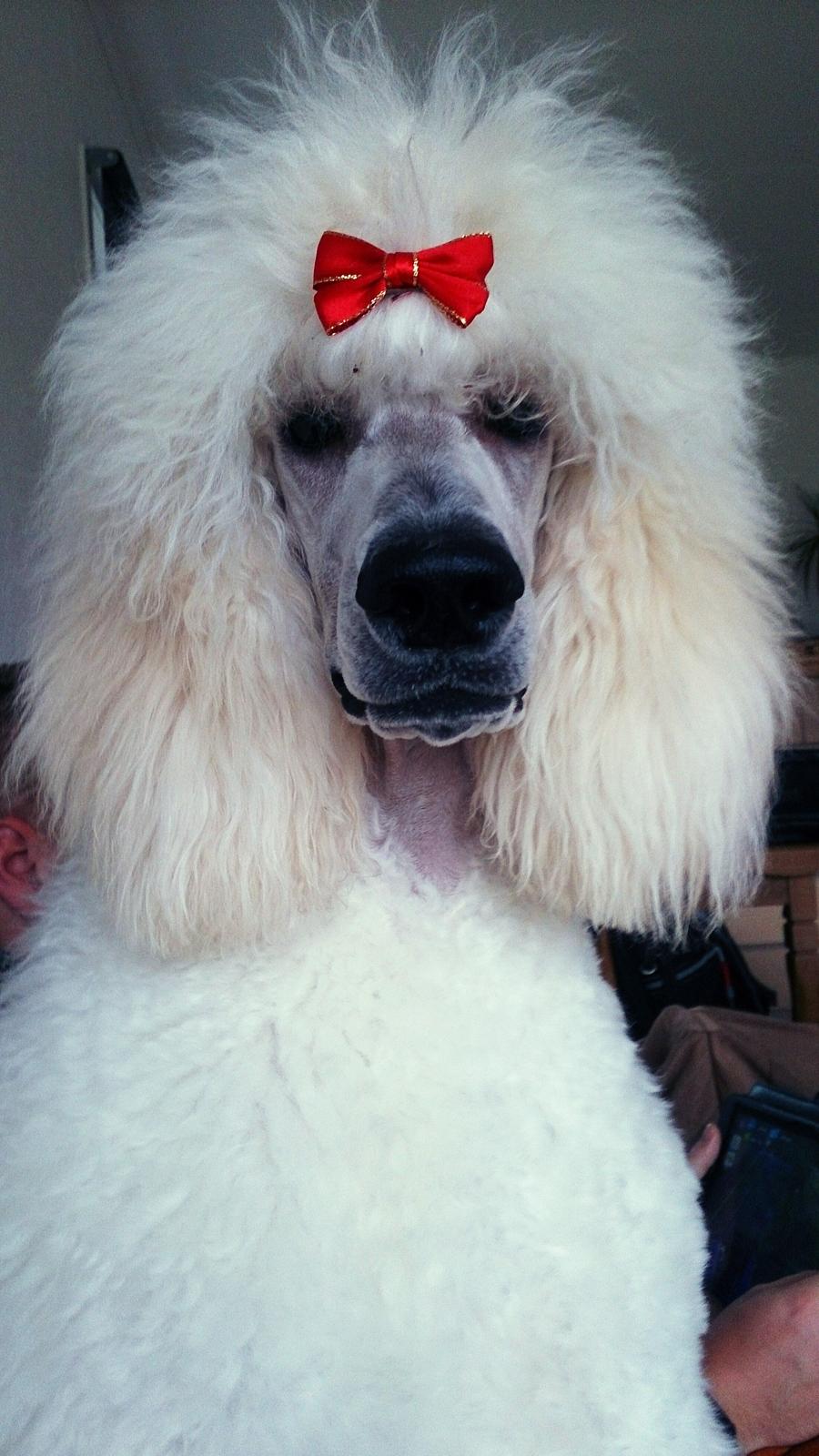 Storpuddel Tula billede 42