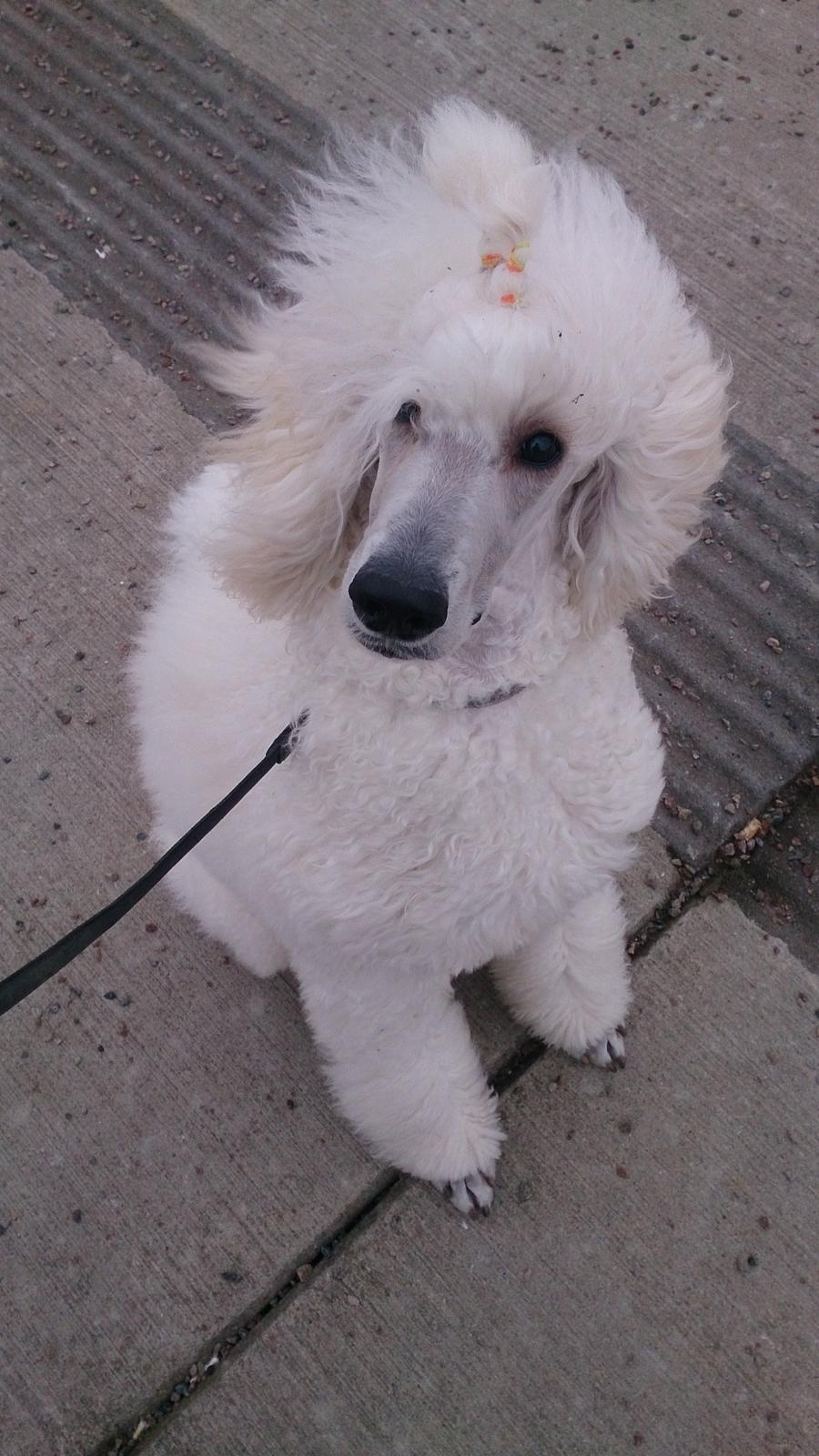 Storpuddel Tula billede 43