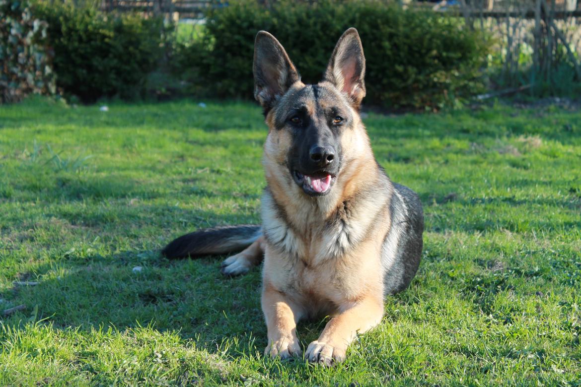 Schæferhund Nala billede 2