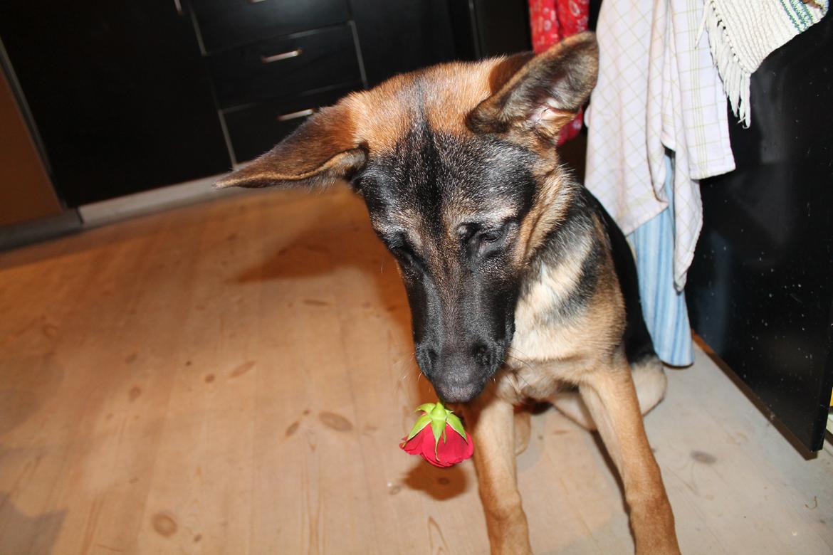 Schæferhund Nala - En lille charmebøf med rose og det hele ;) billede 3