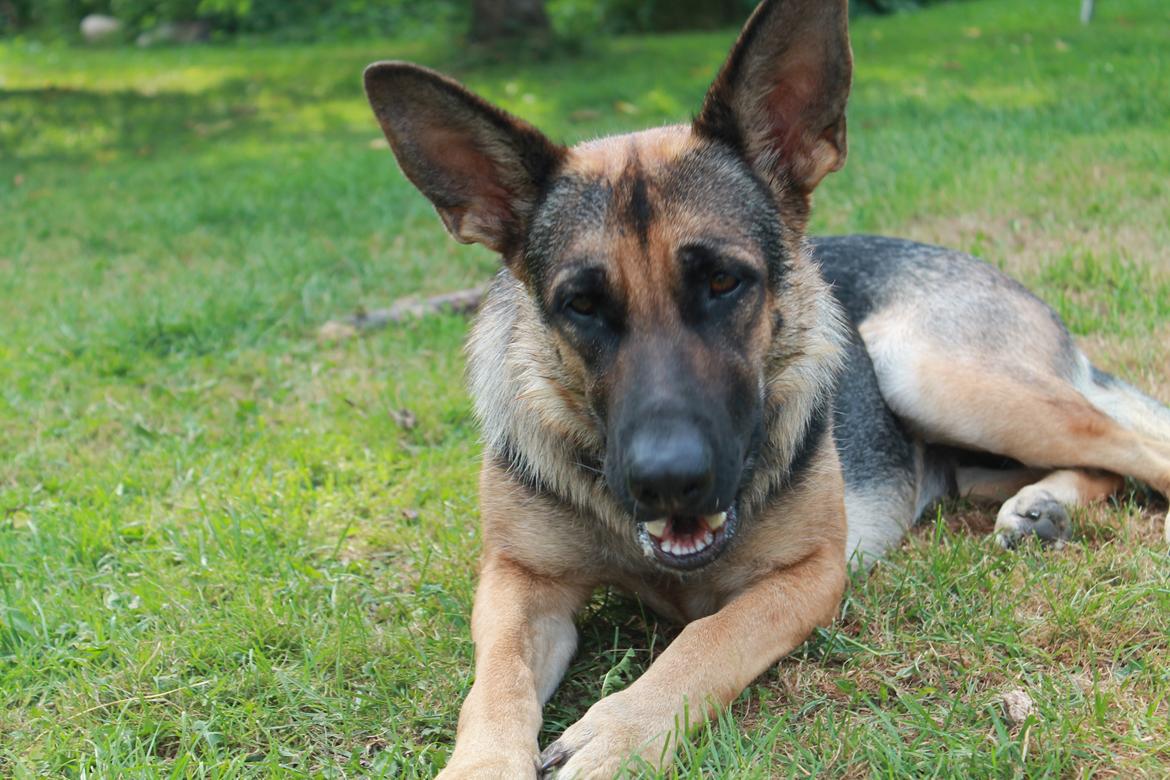 Schæferhund Nala billede 4