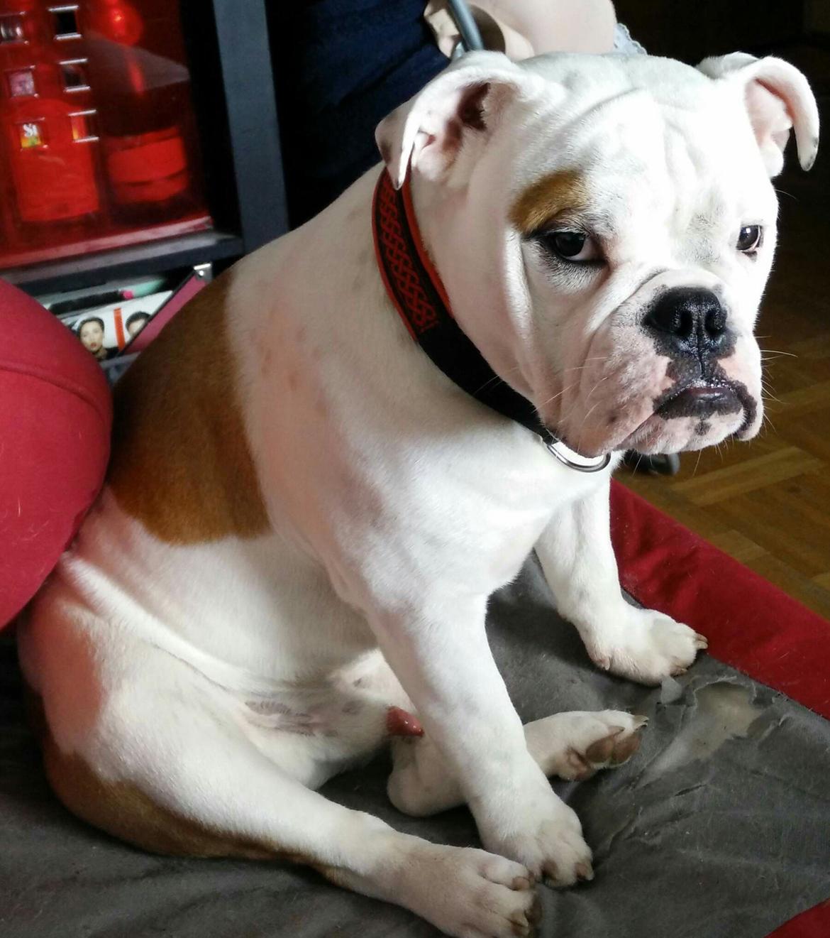 Engelsk bulldog Molosshusets Wonderfull Washington aka.Thor billede 13