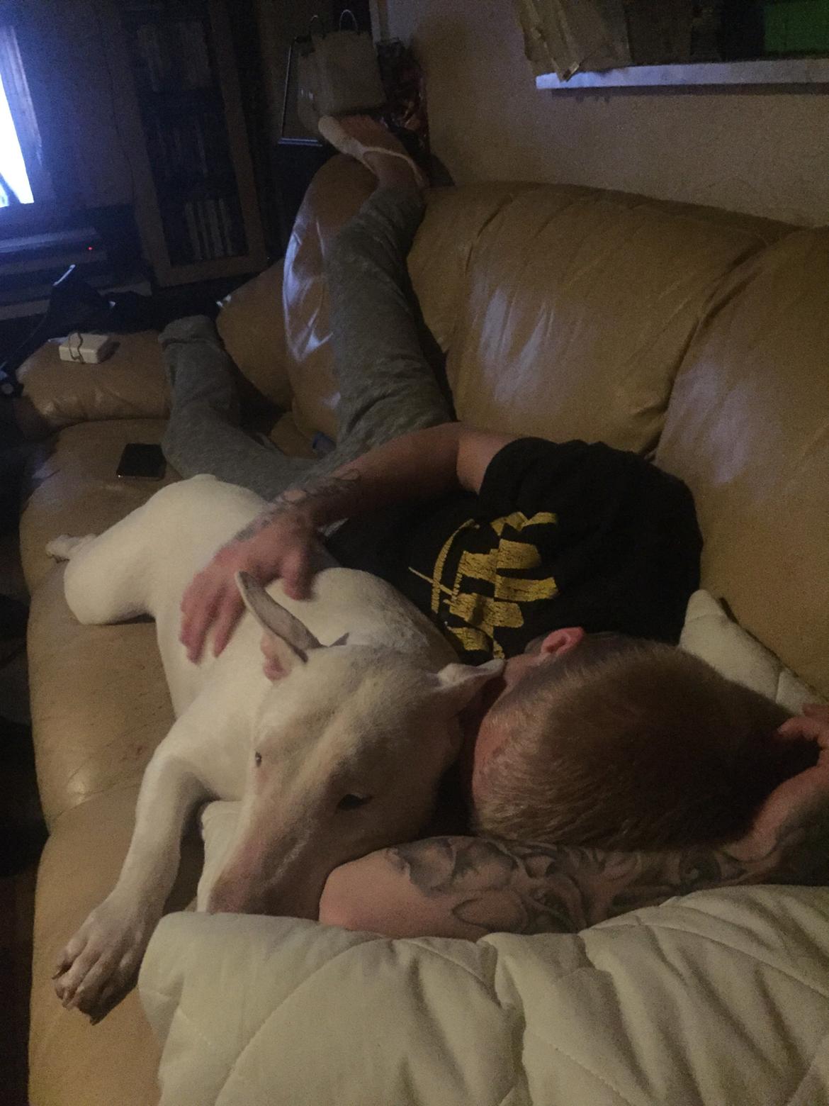 Bullterrier Ronja (Snow-princess) - her passer jeg på min onkel, han har slået tåen :-) billede 22