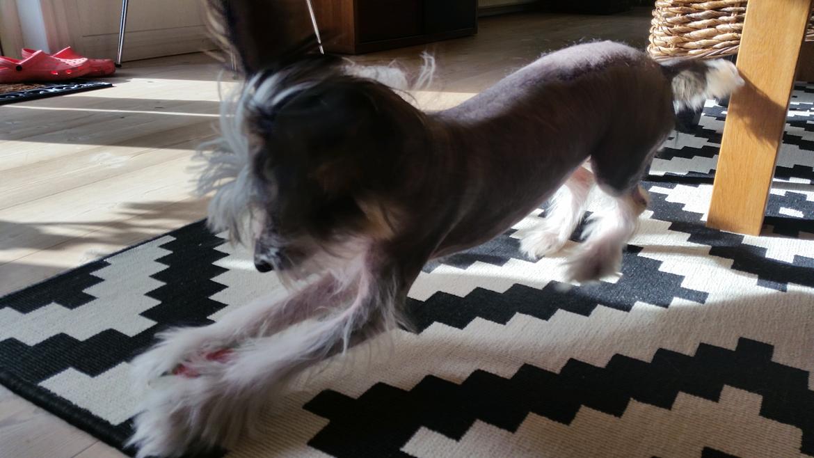 Chinese crested hårløs Priscilla (Cilla) billede 6