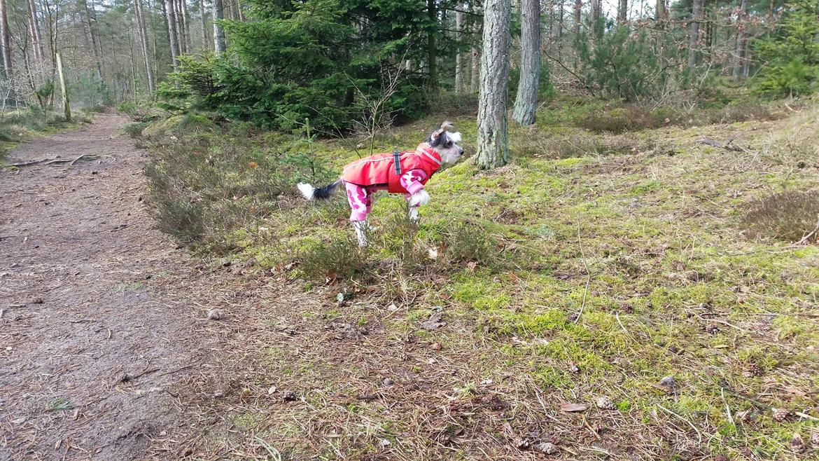 Chinese crested hårløs Priscilla (Cilla) billede 7