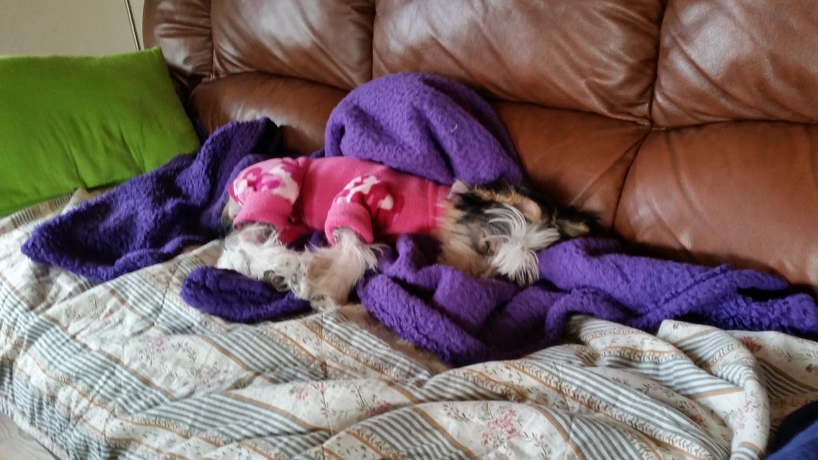 Chinese crested hårløs Priscilla (Cilla) billede 8