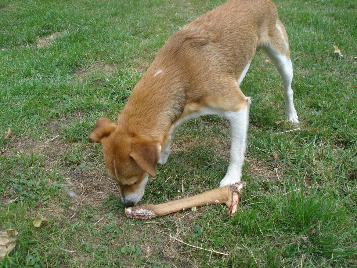 Blanding af racer Brandalarmen Anton - nam nam lækkert hjortben :) billede 4
