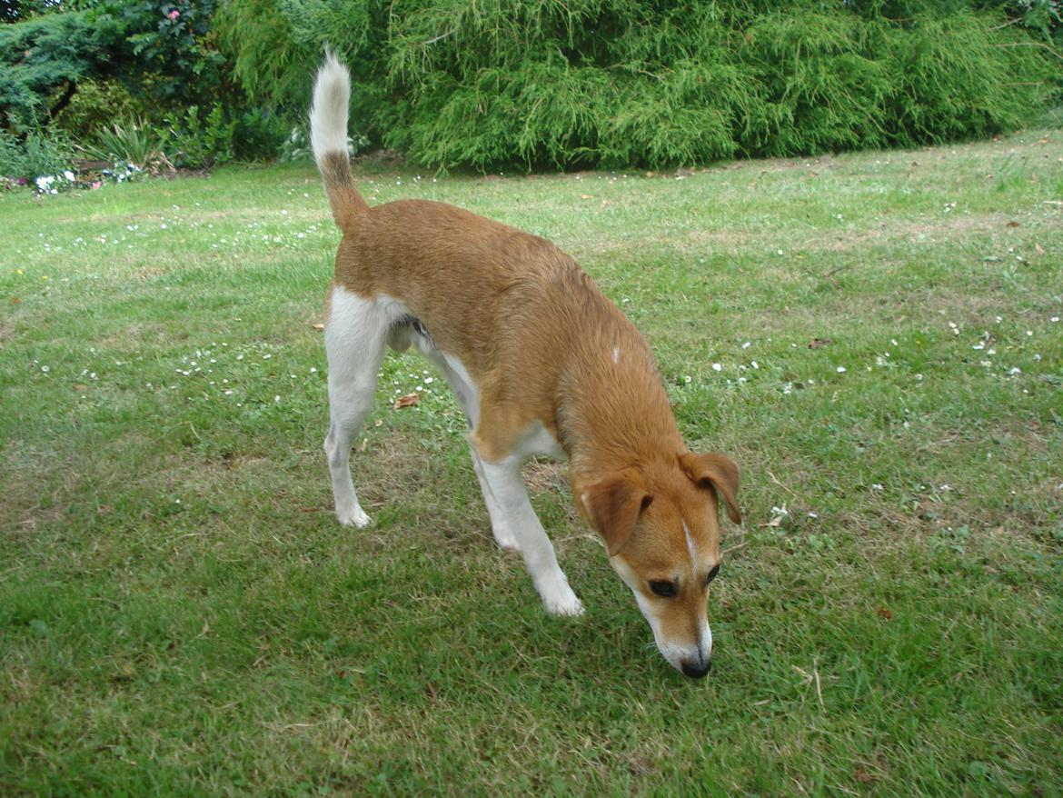 Blanding af racer Brandalarmen Anton billede 5