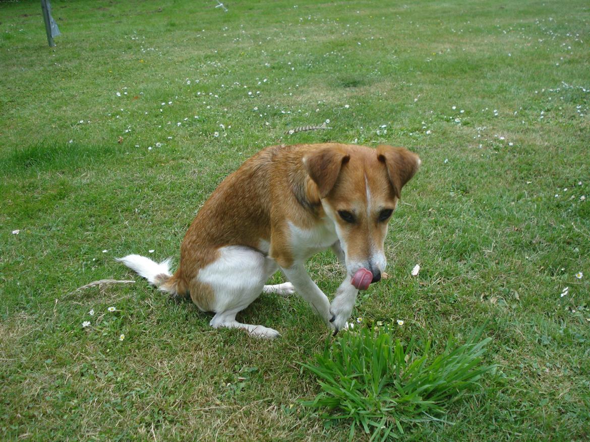 Blanding af racer Brandalarmen Anton billede 6