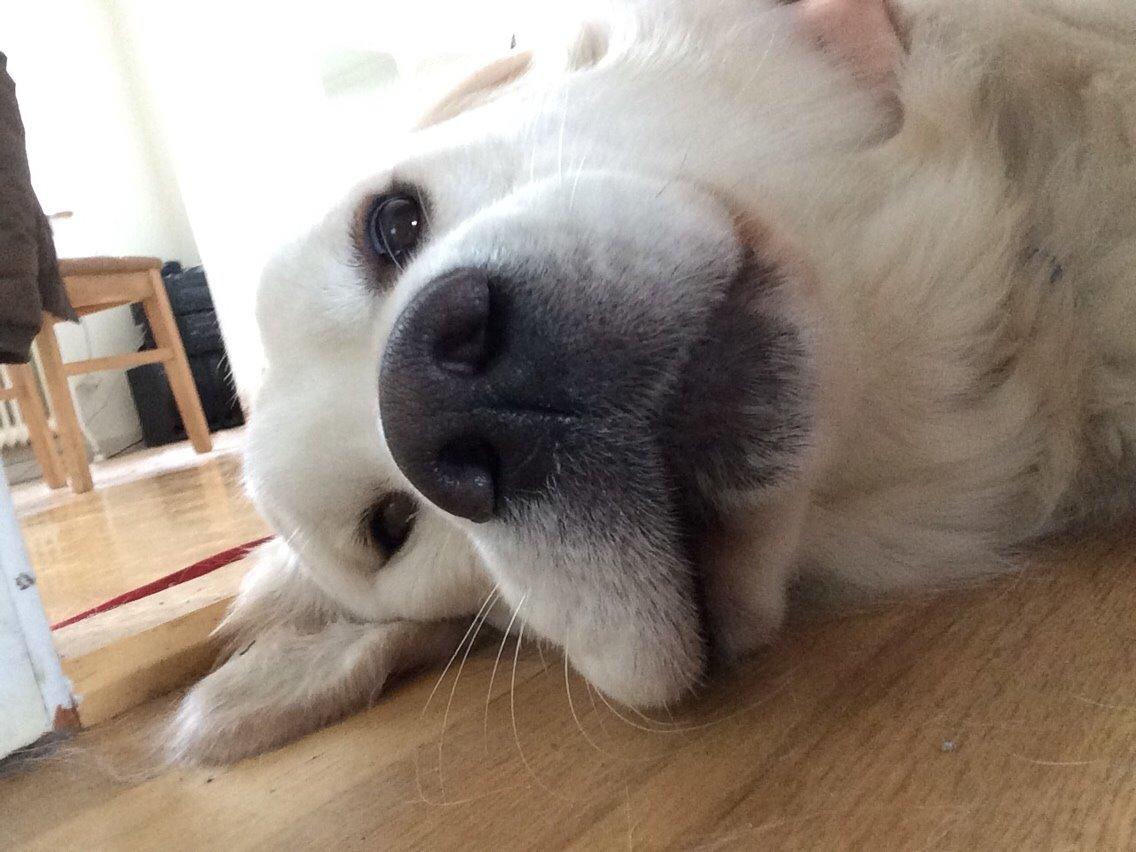 Golden retriever Viggo billede 17