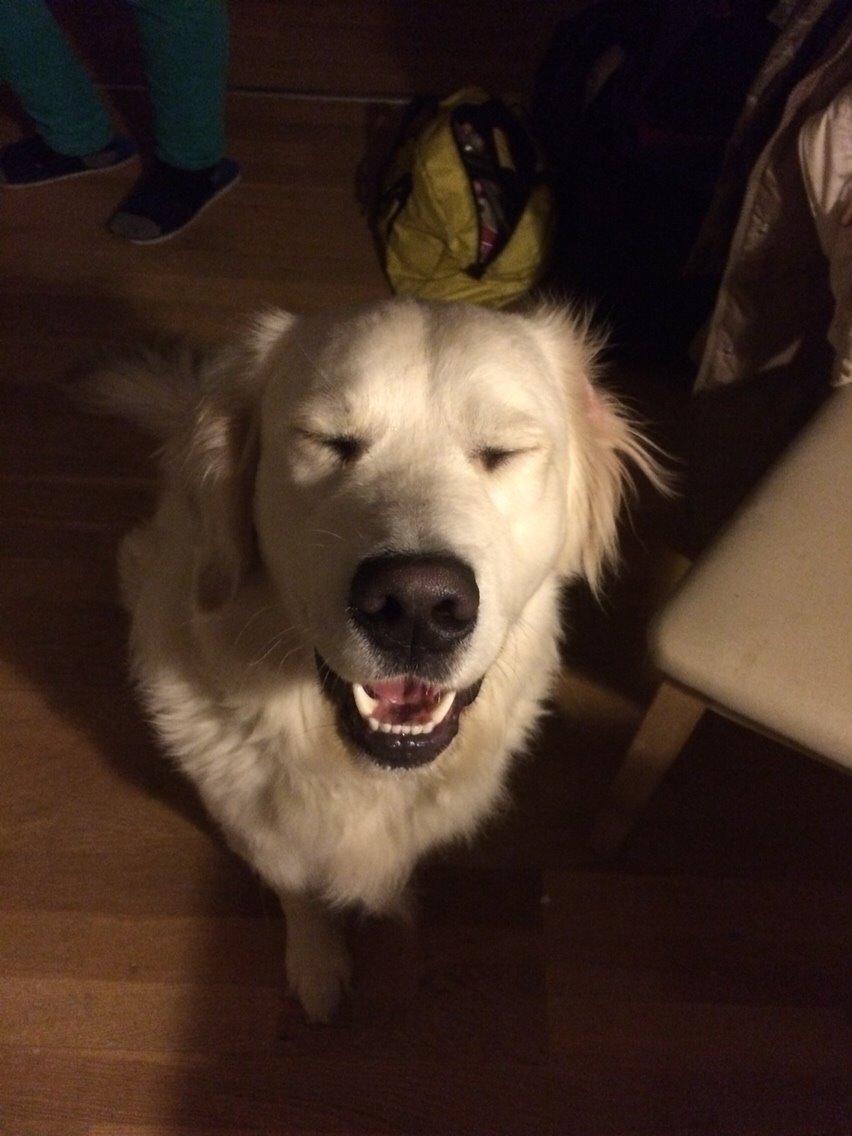 Golden retriever Viggo billede 18