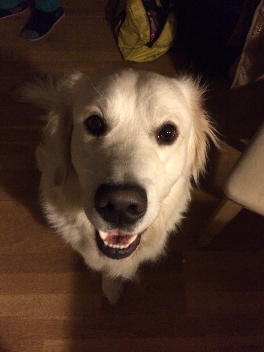 Golden retriever Viggo billede 19