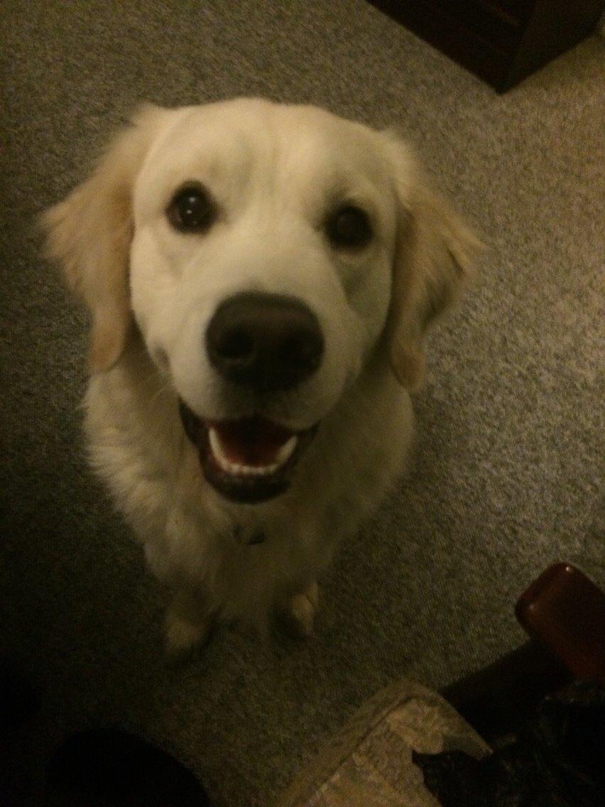 Golden retriever Viggo billede 20