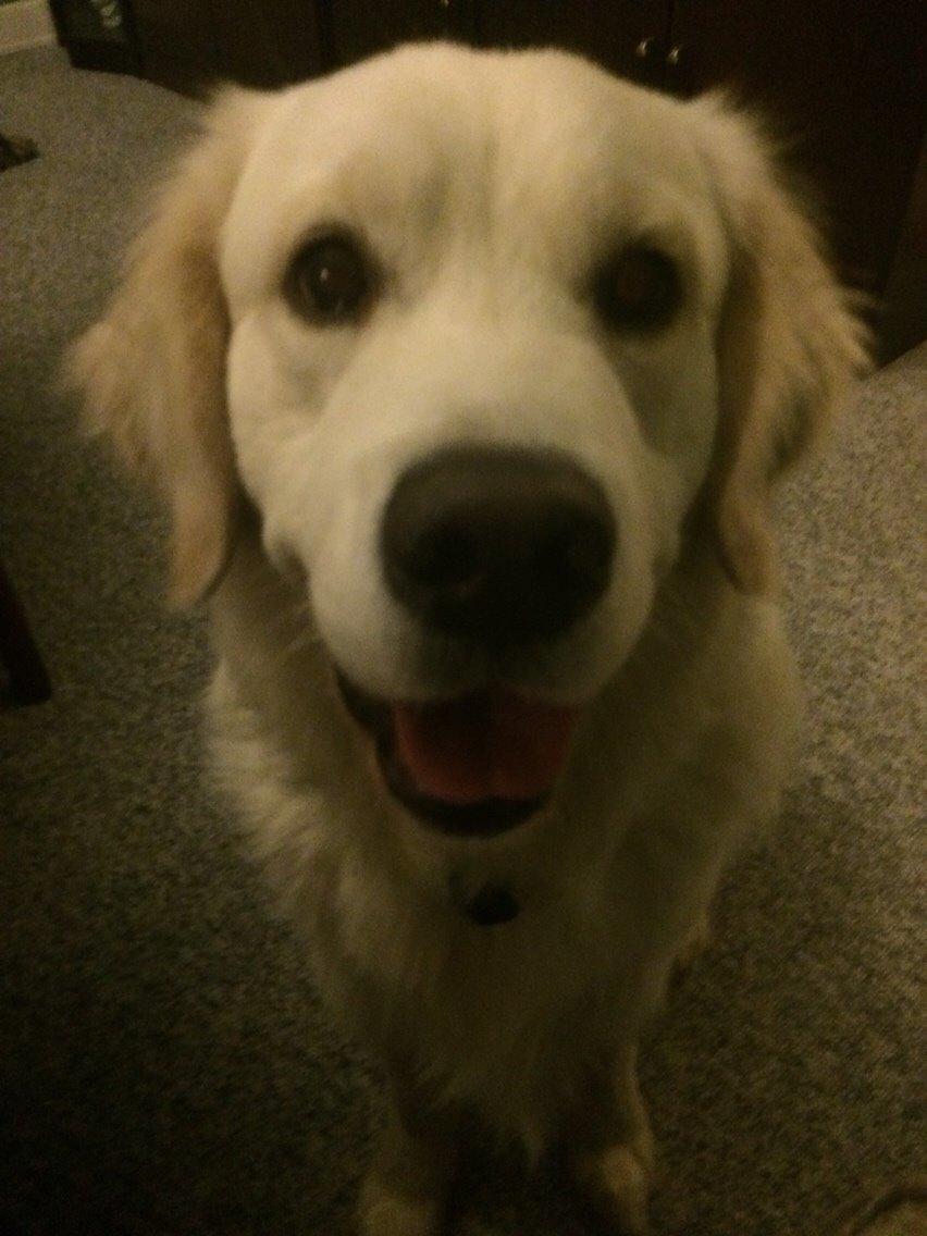 Golden retriever Viggo billede 22