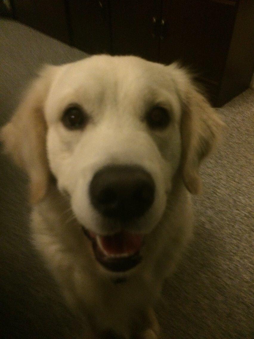 Golden retriever Viggo billede 21