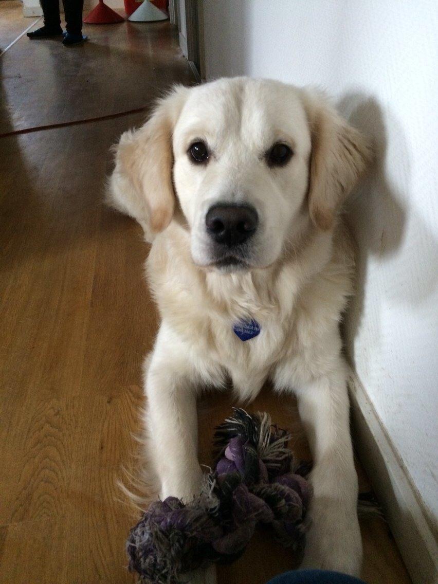 Golden retriever Viggo billede 24