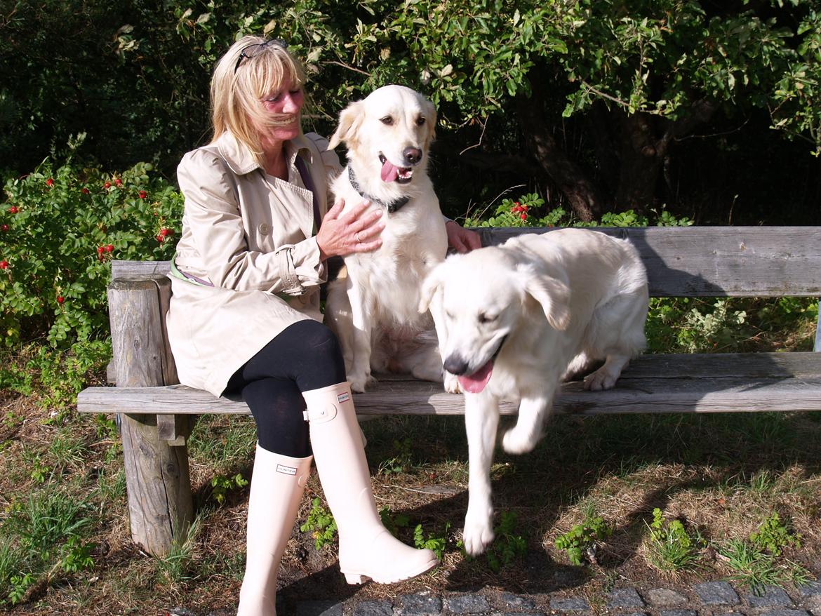 Golden retriever hugo billede 2