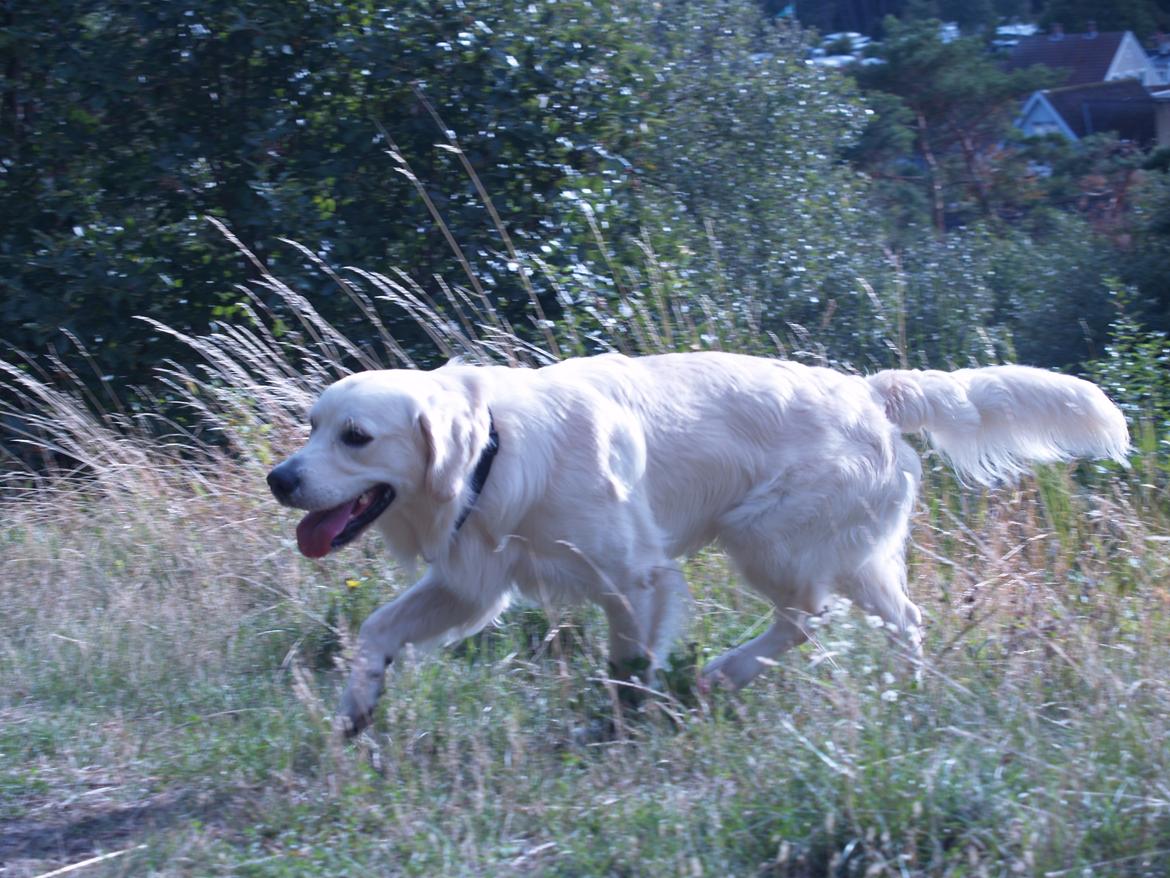 Golden retriever hugo billede 3