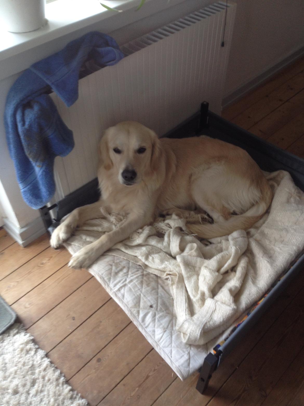 Golden retriever hugo billede 4