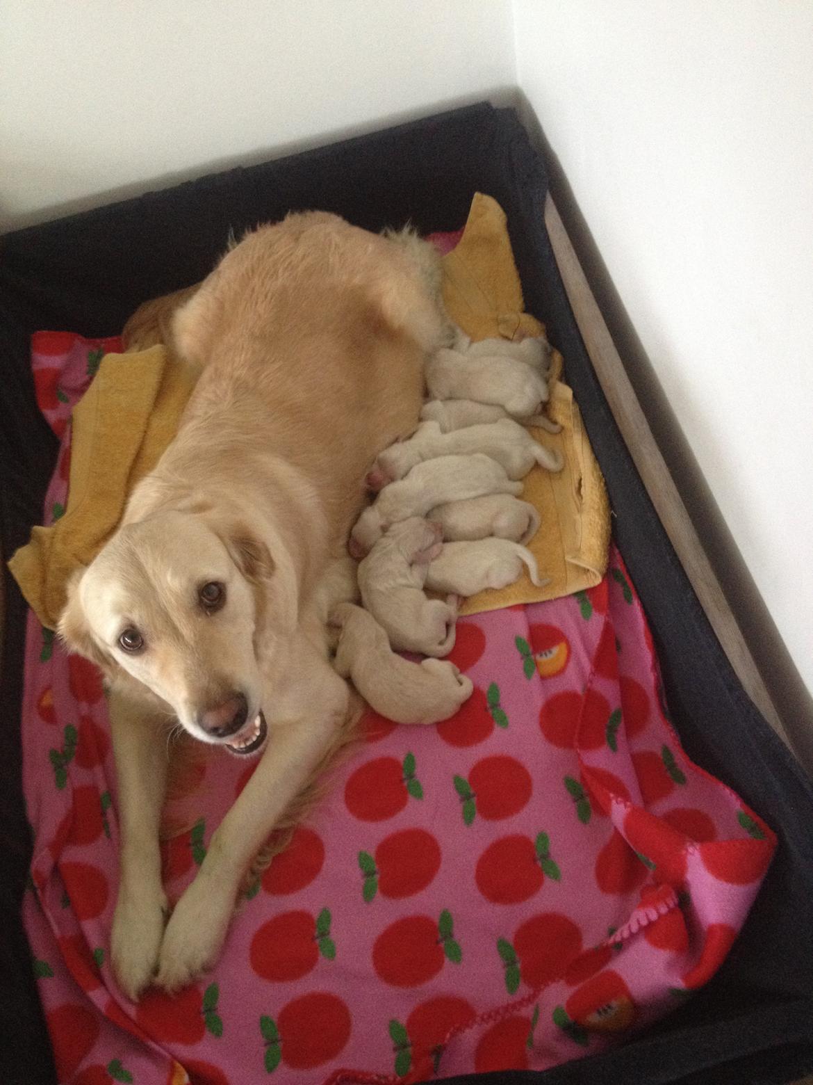 Golden retriever hugo - det er så amanda billede 5