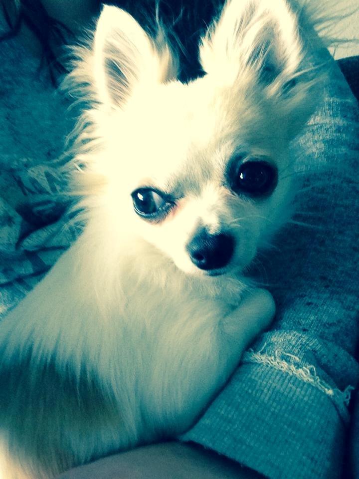 Chihuahua Tino AKA Bambino billede 2