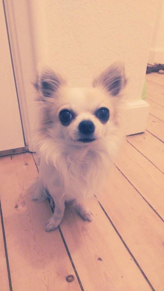 Chihuahua Tino AKA Bambino billede 4
